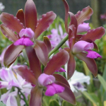 Cattleya leopoldii